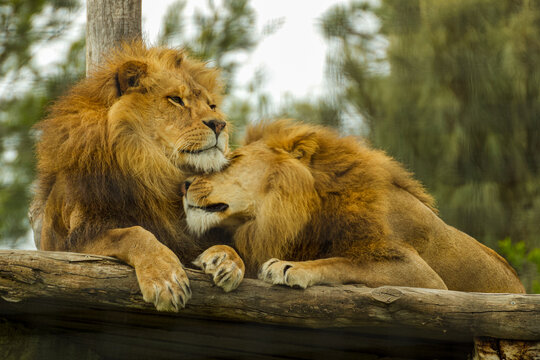 Cute photo of two brother lions hugging each other in Melbourne zoo