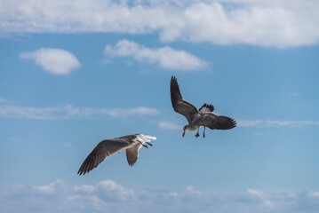 Couple of seagulls flying trying to catch food in the air