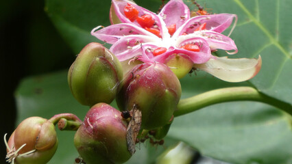 Closeup shot of Dillenia suffruticosa flower.