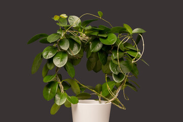 Wax plant Hoya Carnosa Australis in white pot isolated on grey background.