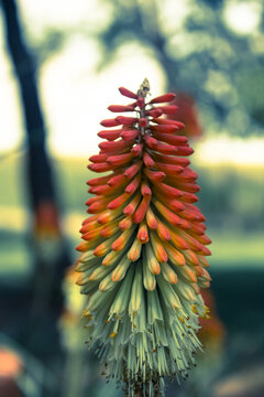 Torch lily plant in the blurred background
