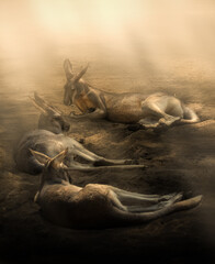 Illustration of kangaroos resting