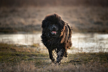 Mokry pies rasy nowofunland wybiega z wody  - obrazy, fototapety, plakaty