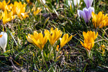 Fototapeta premium Crocus flavus, known as yellow crocus