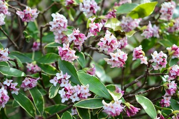 葉の縁取りが斑入りの沈丁花　（覆輪沈丁花）Daphne odora