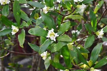 シロバナジンチョウゲ（白花沈丁花）