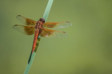 Dragonfly On Grass