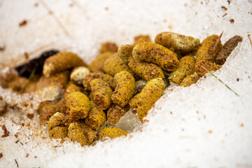 Porcupine scat in the snow.