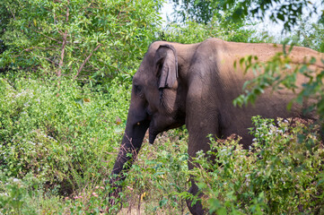 Asian elephant or elephas maximus in wild jungle
