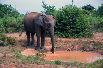 Obraz premium Asian elephant or elephas maximus in wild jungle