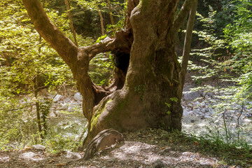 A huge sycamore tree and mountain, cold, fast river close-up