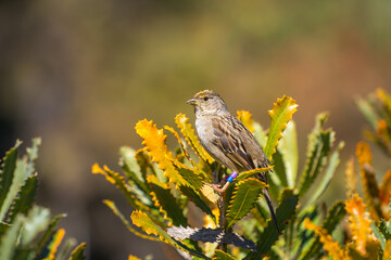 Golden-crowned Sparrow (Zonotrichia atricapilla) with rings on its legs sits on a flower. 