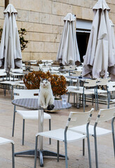 Obraz na płótnie Canvas Pretty fluffy cat sits on round metal table in outdoor restaurant with white chairs and closed cream colored umbrellas next to plastic glass with water against cut stone wall in Delphi Greece