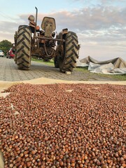 Nut harvest crop with tractor