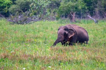 Naklejka na ściany i meble Asian elephant or elephas maximus in wild jungle
