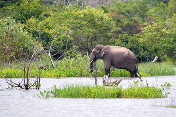Asian tusker elephant or elephas maximus in wild jungle