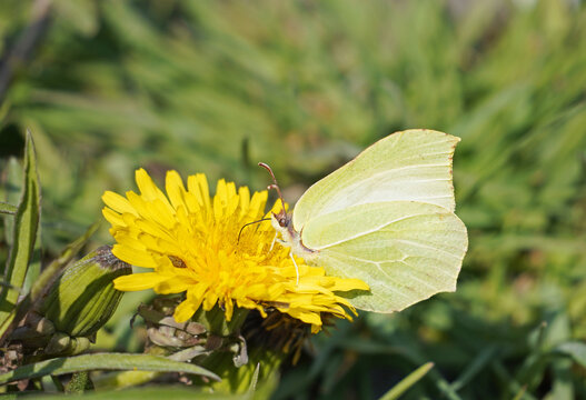 Fototapeta Closeup photo of a brimstone butterfly sit on a yellow dandelion blossom and collects nectar