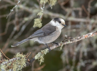 A canada jay perched on a lichen covered tree limb in Sax Zim Bog in Northern Minnesota.  - obrazy, fototapety, plakaty
