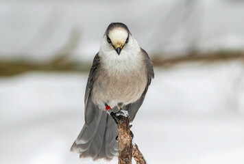 A banded Gray Jay or Whiskey Jack bird perched on a dead tree limb in Algonquin Provincial Park in...
