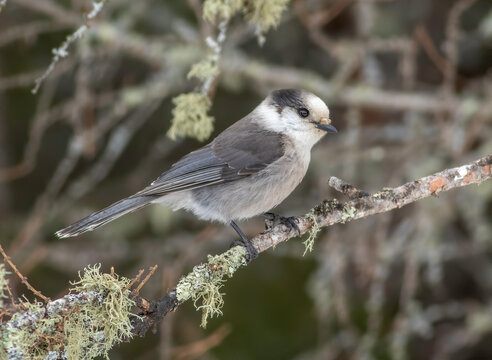 A canada jay perched on a lichen covered tree limb in Sax Zim Bog in Northern Minnesota. 