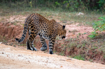 Fototapeta na wymiar Leopard or Panthera pardus kotya walks on road