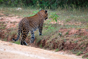 Leopard or Panthera pardus kotya walks on road