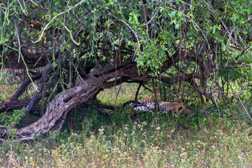 Leopard or Panthera pardus kotya rest on a ground