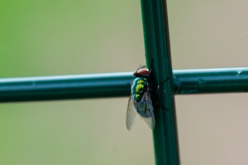 Closeup of a green carrion fly on a blurry background