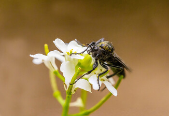 Macro shallow focus shot of a robber fly standing on a white flower - obrazy, fototapety, plakaty