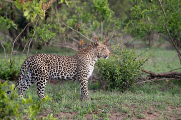 African Leopard in South Africa