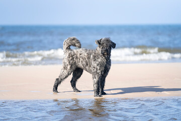 Pies rasy bouvier des Flandres (owczarek flandryjski) na plaży © nitka_zaplatana