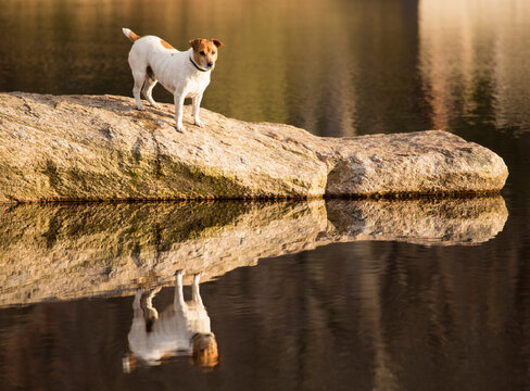 A small dog at the side of a lake.