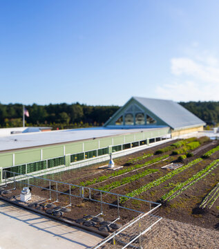 Vegetables growing on an organic farm, elevated view of the commercial organic business and buildings. 