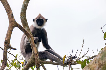 Gray langur or Semnopithecus priam thersites sits on tree