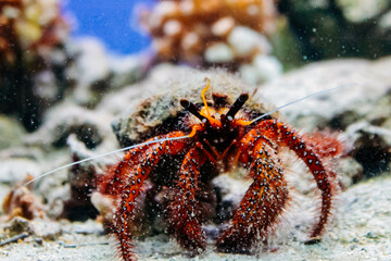 The underwater world of New Caledonia. Red hairy crab