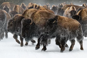 Foto op Plexiglas Herd of American Bison, Yellowstone National Park. Winter scene. © Gary