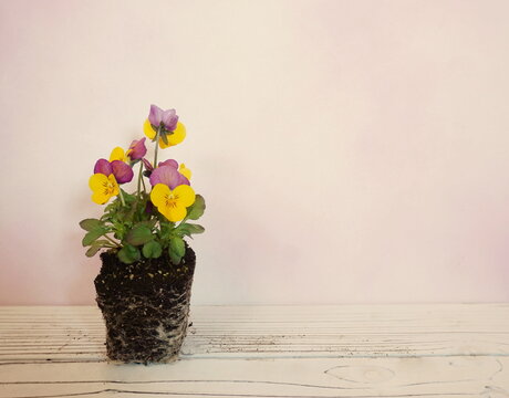 Purple, Yellow Viola Flowers on White Paneling with Pink Background with Room for Text