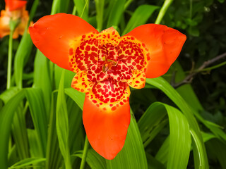 Mexican shell flower; tiger flower, Tigridia pavonia