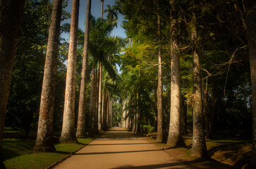 Le jardin botanique de rio de janeiro dans la capitale du brésil avec ses immenses palmiers 