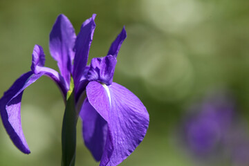 カキツバタの紫の花