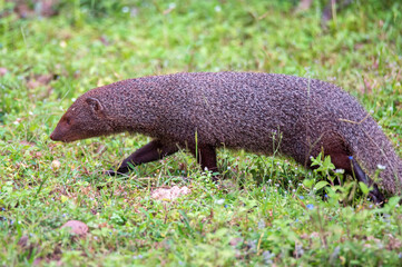Wild ruddy mongoose or Urva smithii in wild