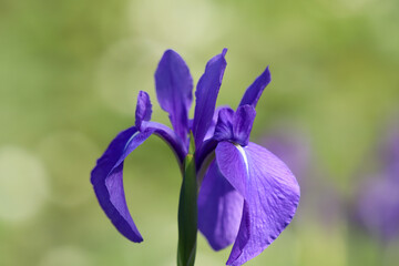 カキツバタの紫の花