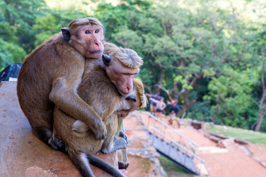 Group of Sri-Lankan toque macaque or Macaca sinica in wild