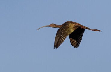 Glossy ibis (Plegadis falcinellus) non-breading adult flying, Brazos Bend State Park, Needville, Texas, USA