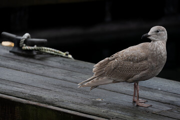 seagull on the pier