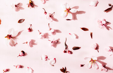 Flowers pattern composition. Pink flowers on pastel pink background. Valentines Day, Easter, Happy Women's Day, Mother's day. Flat lay, top view, copy space