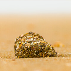 Strandgut Steine Holz Muscheln Atlantik Playa de la Antilla bei Islantilla Huelva Spanien