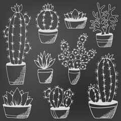 Cactus and succulents set on chalkboard. Hand drawn plants in flower pots. Black and white echeveria, rosula, aloe vera. Design for book, magazine, web, card. Vector illustration