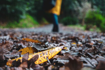 Obraz premium walking in the woods