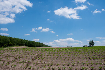 Obraz premium 緑の野菜の苗が植えられた畑 